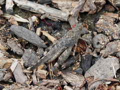 Lactista gibbosus