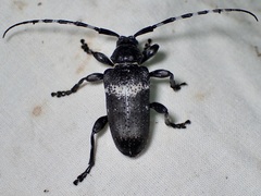 Coenopoeus palmeri