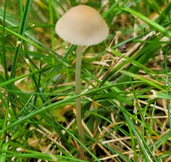 Conocybe apala