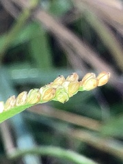 Paspalum pubiflorum