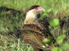 Caracara plancus cheriway