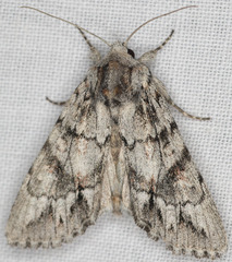 Andropolia