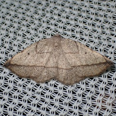 Eusarca geniculata