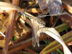 Erythrodiplax minuscula