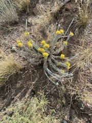 Tetradymia canescens