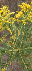 Coleosporium