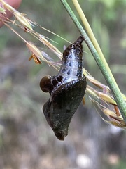 Limenitis