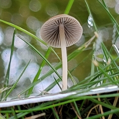 Conocybe apala
