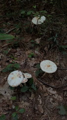 Amanita citrina