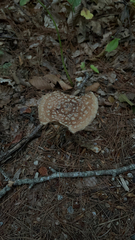Amanita pantherina