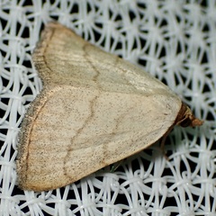 Oxycilla tripla