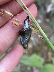 Limenitis