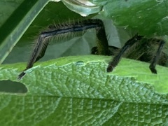 Polybetes pythagoricus