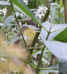 Leiothlypis ruficapilla