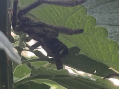 Polybetes pythagoricus