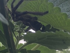 Polybetes pythagoricus