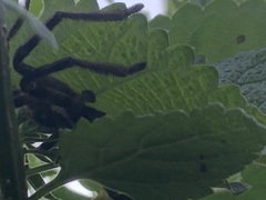 Polybetes pythagoricus