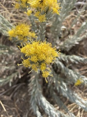 Tetradymia canescens