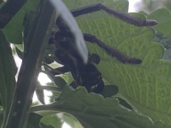 Polybetes pythagoricus