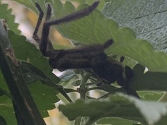 Polybetes pythagoricus