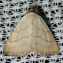 Oxycilla tripla