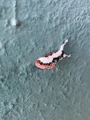 Eudryas unio