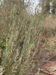 Salix exigua