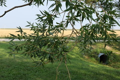 Salix amygdaloides
