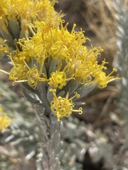 Tetradymia canescens