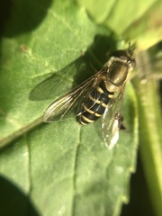 Syrphidae