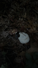 Entoloma abortivum