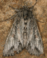 Andropolia