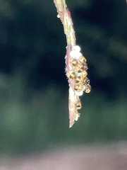 Heteroptera