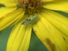 Xerophloea