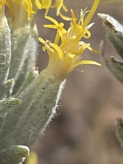Tetradymia canescens