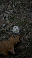Amanita magniverrucata