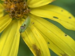 Xerophloea