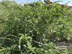Heliotropium