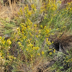 Lepidospartum squamatum