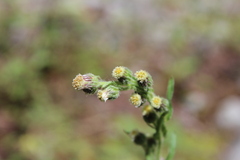 Erigeron variifolius