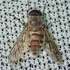 Esenbeckia