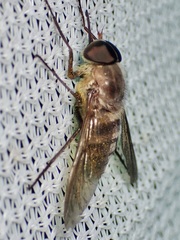 Esenbeckia