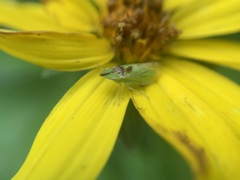 Xerophloea
