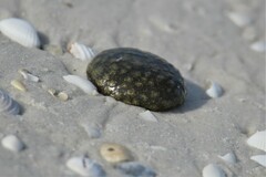 Aplidium