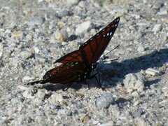 Limenitis archippus floridensis