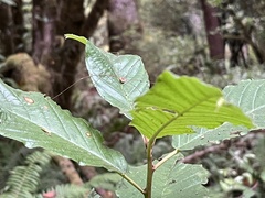 Leptobunus parvulus
