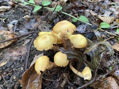 Desarmillaria caespitosa