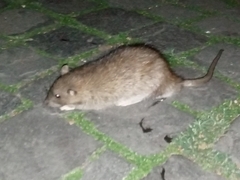 Rattus