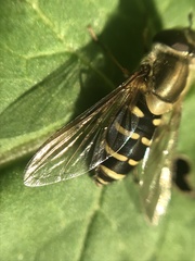 Syrphidae