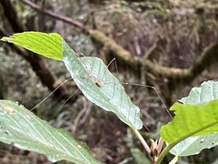 Leptobunus parvulus